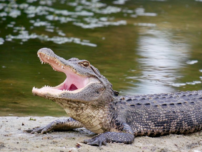 Alligator Park