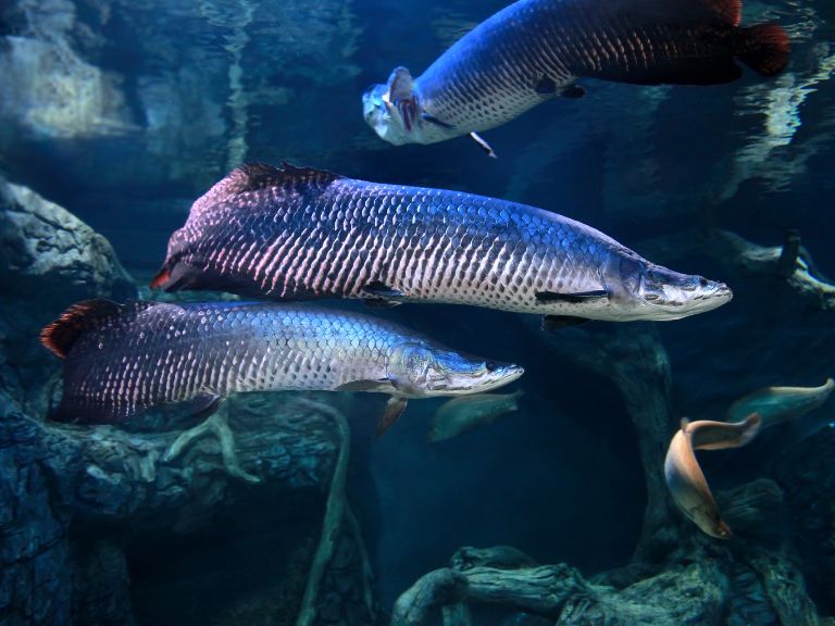 Aquarium Périgord Noir (1)
