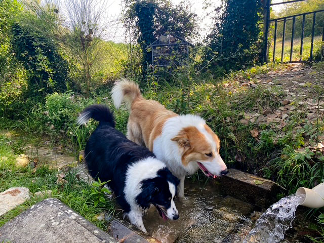 Camping pet friendly Périgord