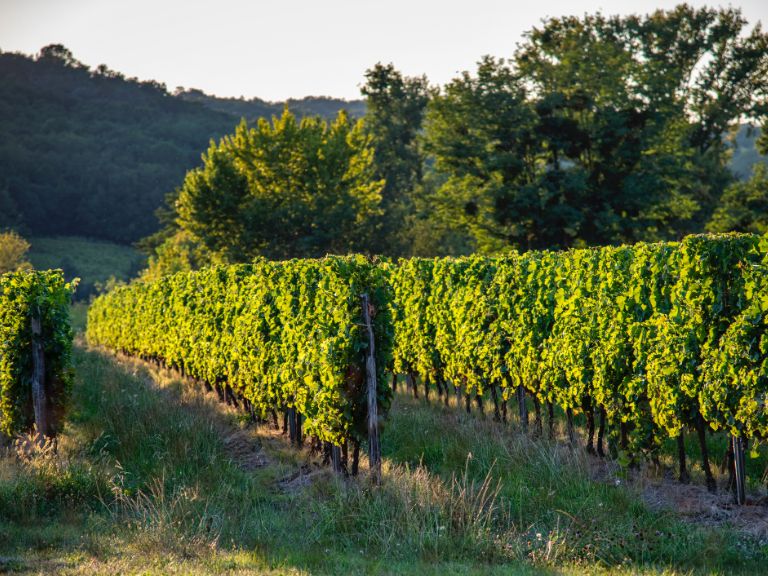 Vins bergerac