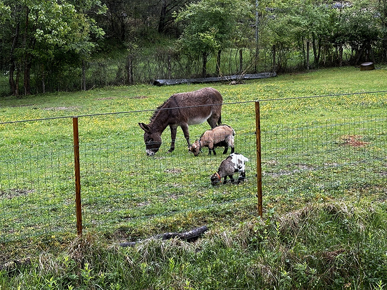 ferme pour les enfants en dordogne