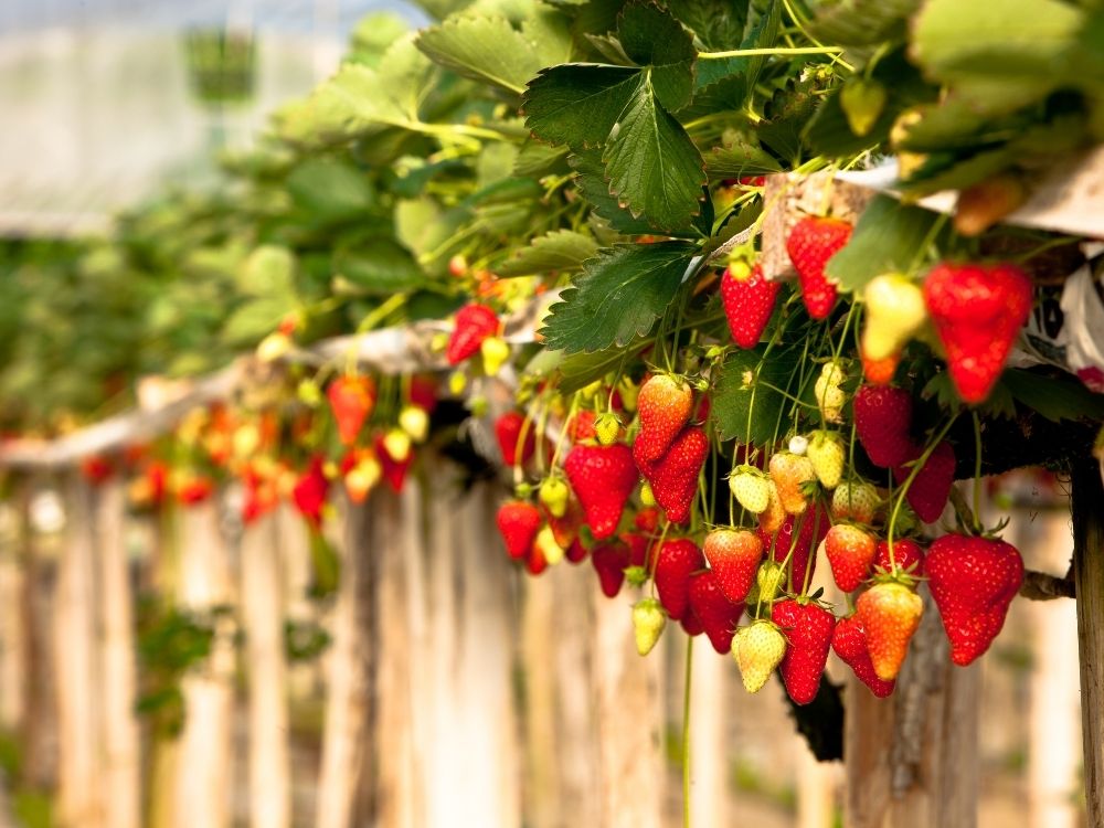 fraises perigord