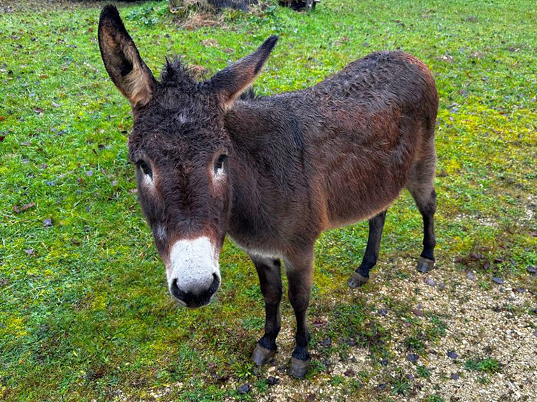l'ane noissette ferme camping dordogne
